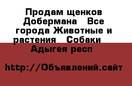 Продам щенков Добермана - Все города Животные и растения » Собаки   . Адыгея респ.